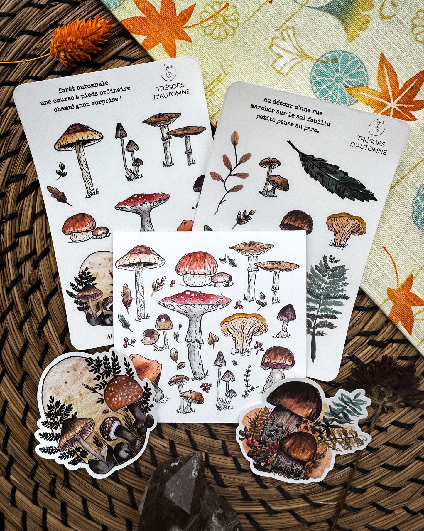Champignons en forêt - capsule découverte