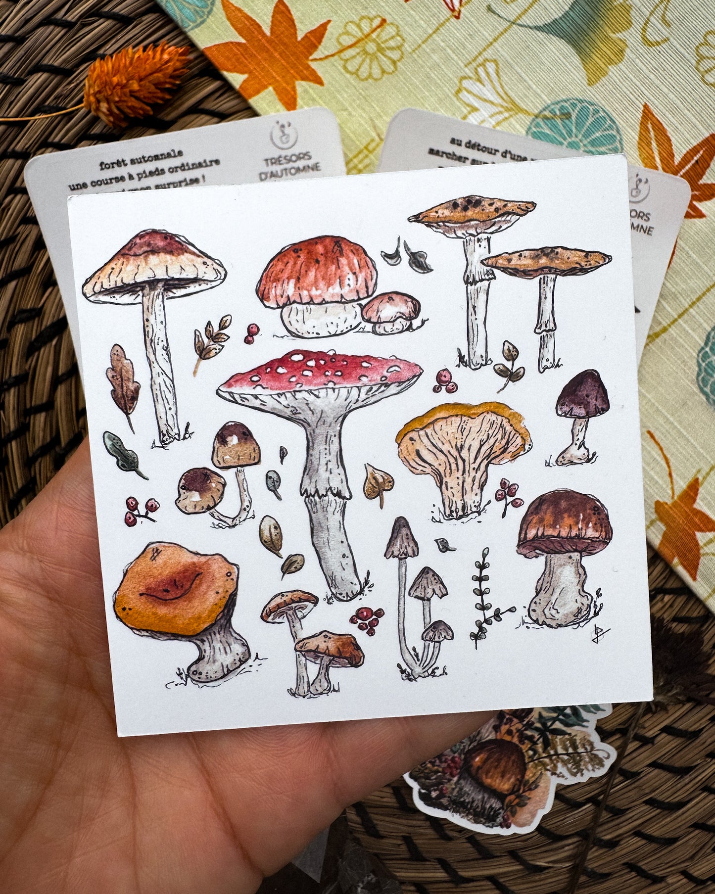 Champignons en forêt - capsule découverte