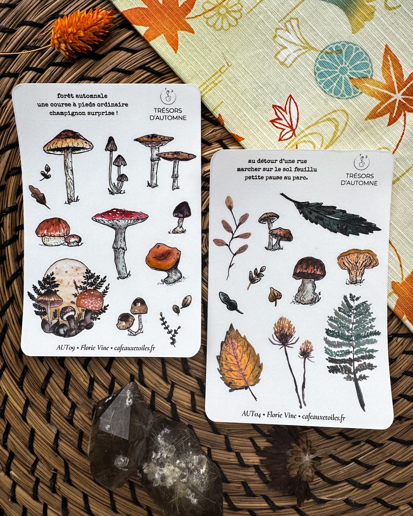 Champignons en forêt - capsule découverte