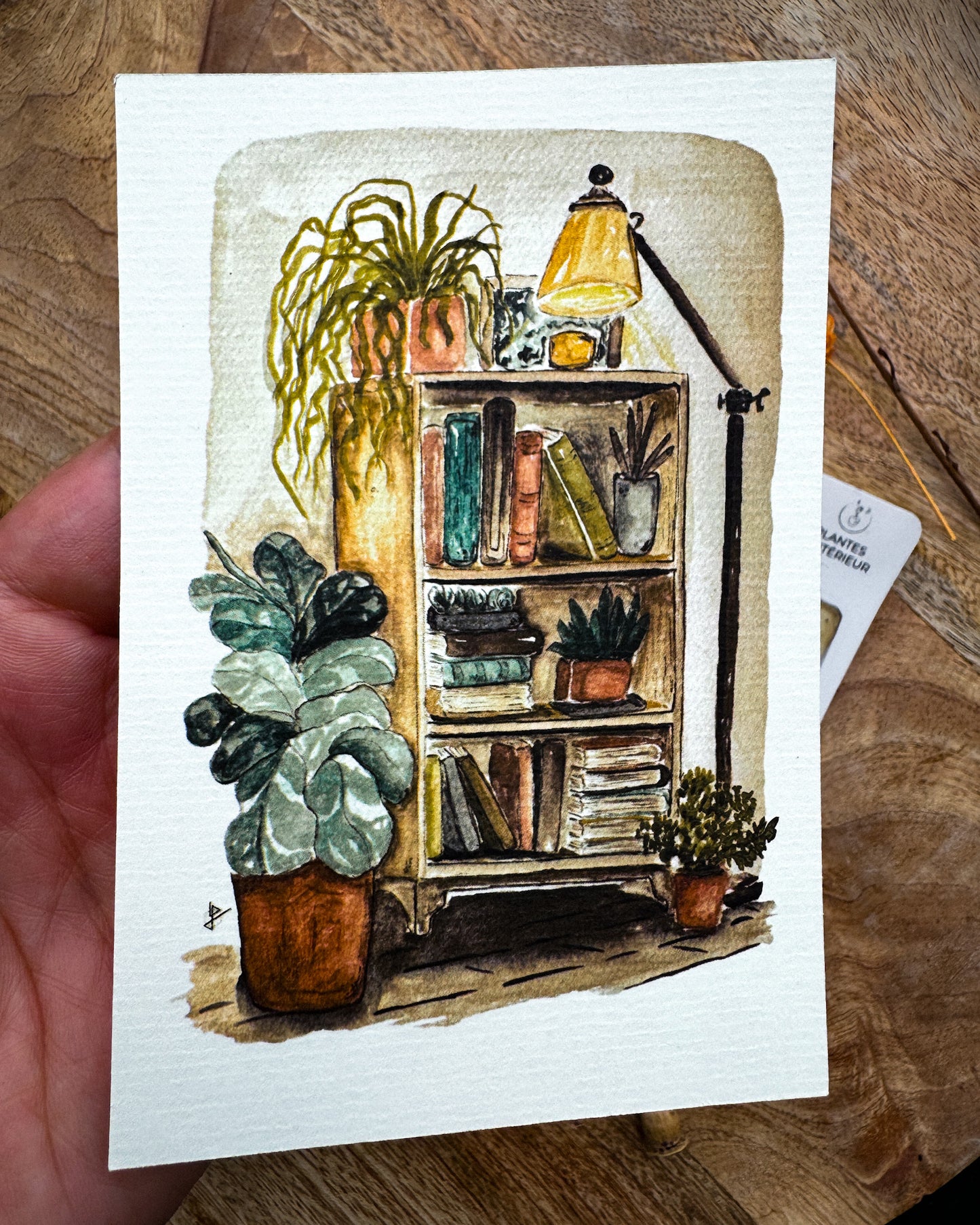 Plantes d'intérieur - capsule découverte