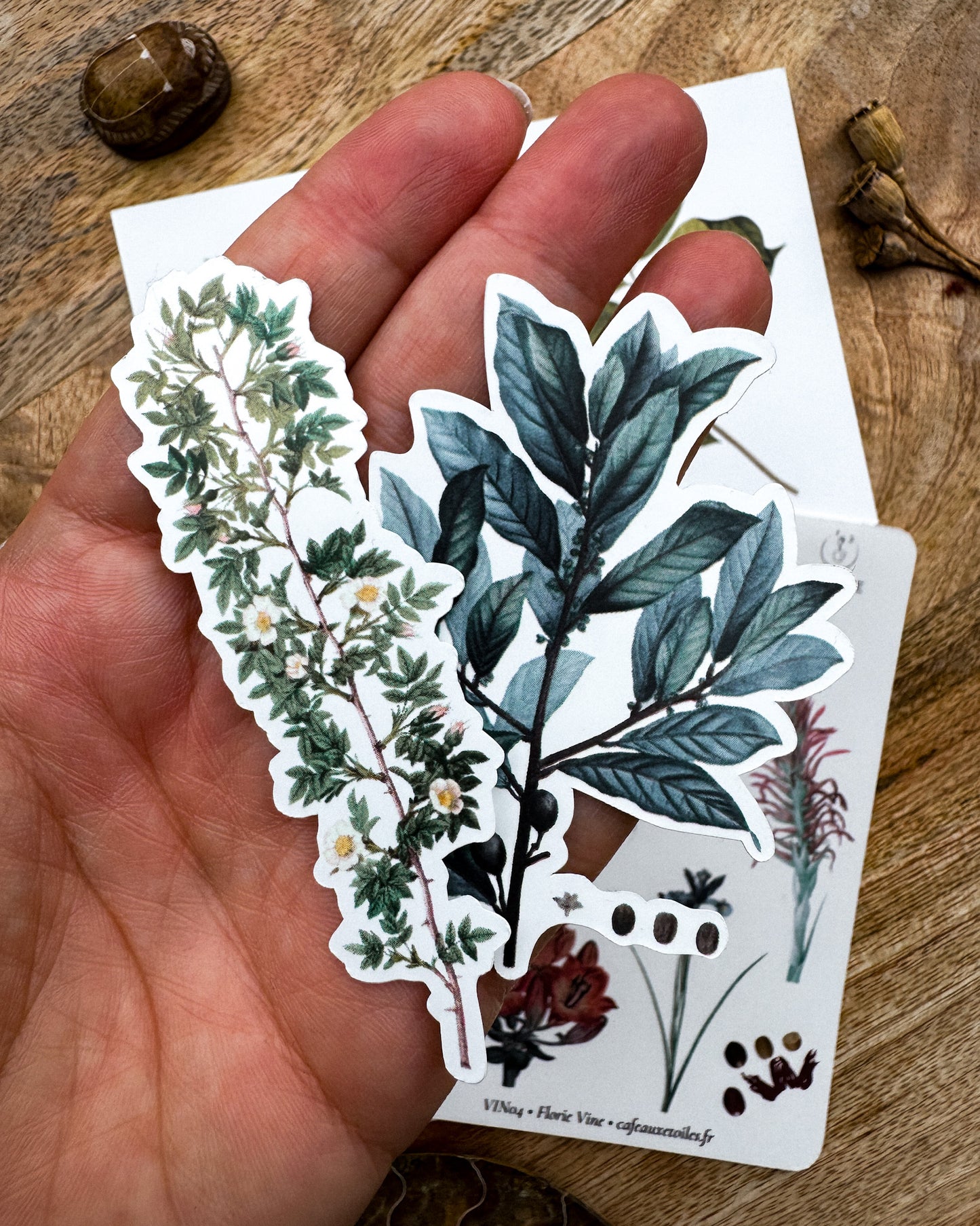 Fleurs vintage - capsule découverte