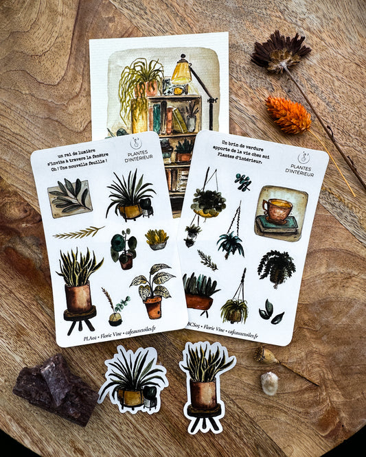Plantes d'intérieur - capsule découverte