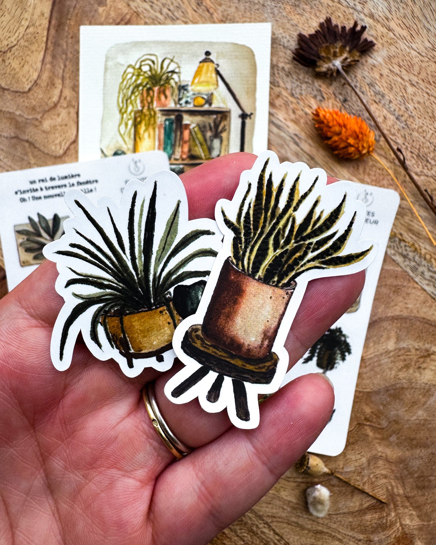 Plantes d'intérieur - capsule découverte