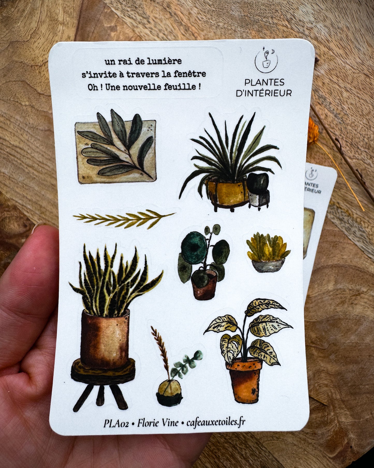 Plantes d'intérieur - capsule découverte