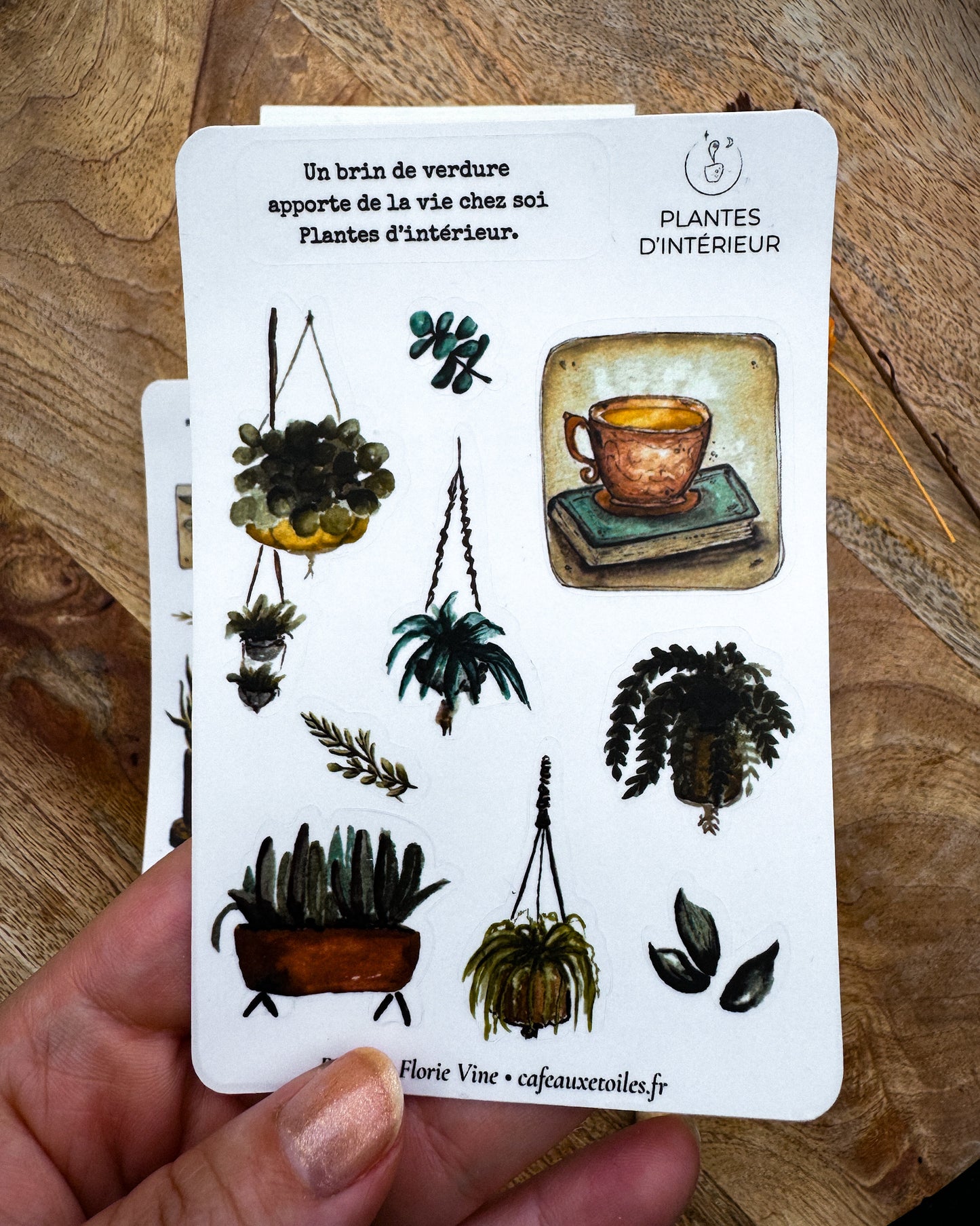Plantes d'intérieur - capsule découverte